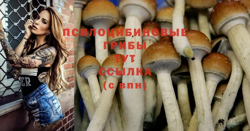 Псилоцибиновые грибы Psilocybine cubensis  blacksprut вход  Гусев  цена  